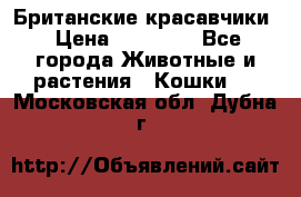 Британские красавчики › Цена ­ 35 000 - Все города Животные и растения » Кошки   . Московская обл.,Дубна г.